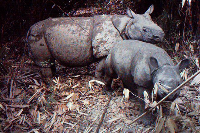 Tê giác một sừng có nguy cơ bị xóa sổ sau thảm họa sóng thần tại Indonesia - Ảnh 1.
