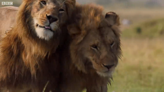 Video: Bị hơn 20 con linh cẩu cắn xé, vua sư tử may mắn thoát chết nhờ có anh em tới hộ giá - Ảnh 3.