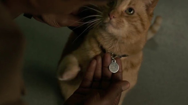 Sự thật kinh dị về con mèo rõ đáng yêu được Nick Fury vuốt ve trong Captain Marvel - Ảnh 2.