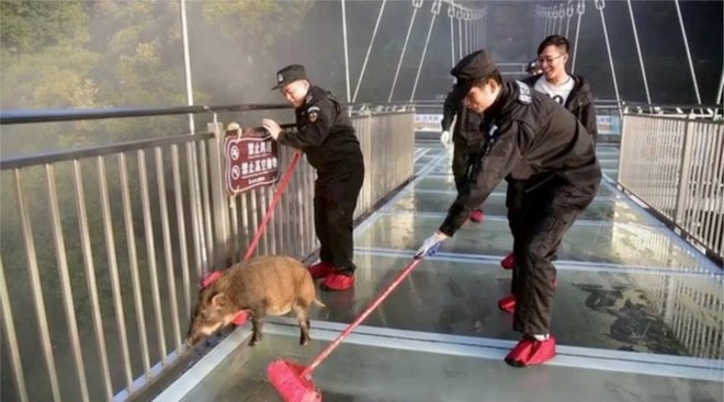 Không chỉ con người mà cả loài lợn rừng cũng sợ “xanh mặt” khi đi trên cầu kính ở Trung Quốc - Ảnh 4.