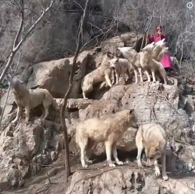 Công chúa Mononoke phiên bản Trung Quốc: Nuôi cùng lúc 36 con sói săn mồi, mỗi tháng kiếm 10 triệu đồng - Ảnh 3.