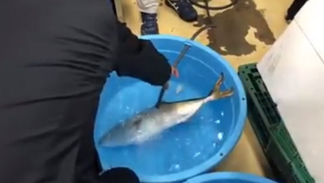 Video gây sốt cảnh chú cá đông lạnh hồi sinh thần kỳ sau khi được thả vào trong nước ấm - Ảnh 2.
