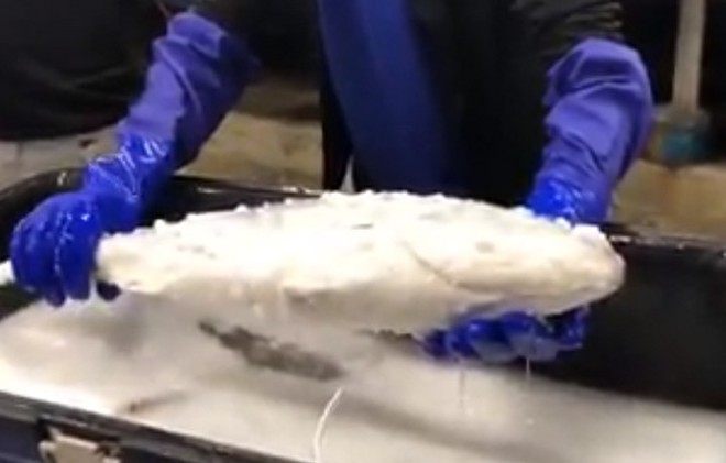 Video gây sốt cảnh chú cá đông lạnh hồi sinh thần kỳ sau khi được thả vào trong nước ấm - Ảnh 1.