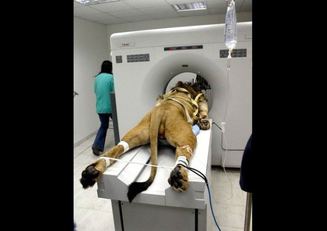  Nào nào, chỉ là một chú sư tử bị ốm nay được đưa đi khám thôi mà... 