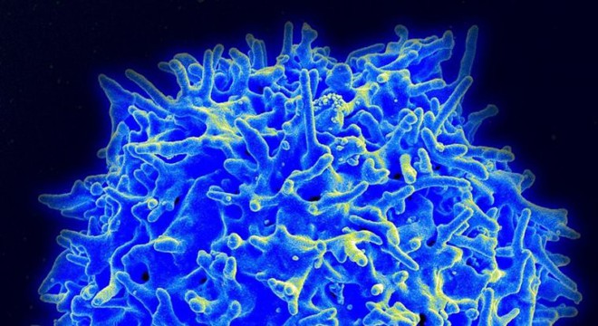  Một tế bào T khỏe mạnh của con người, có thể nhận diện và tấn công ung thư 