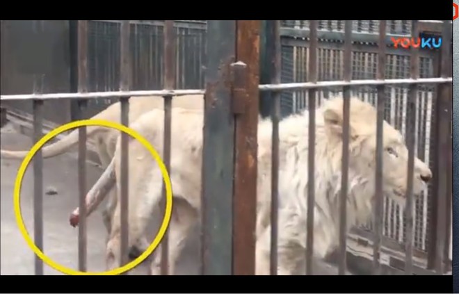 Sư tử ở vườn thú Trung Quốc tự cắn cụt đuôi để thoát khỏi hố nước đóng băng - Ảnh 1.