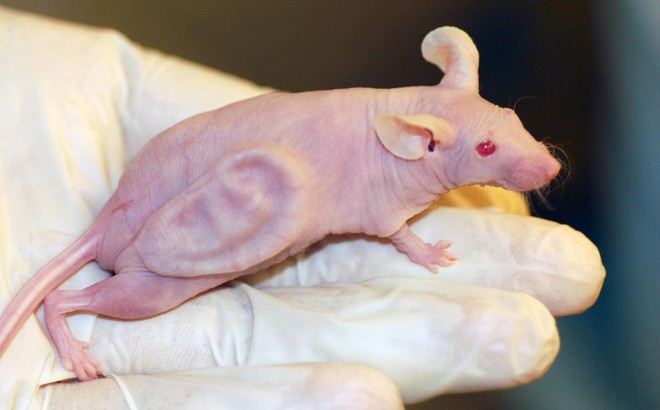 Trước đây, các nhà khoa học đã có thể nuôi tai người trên lưng chuột