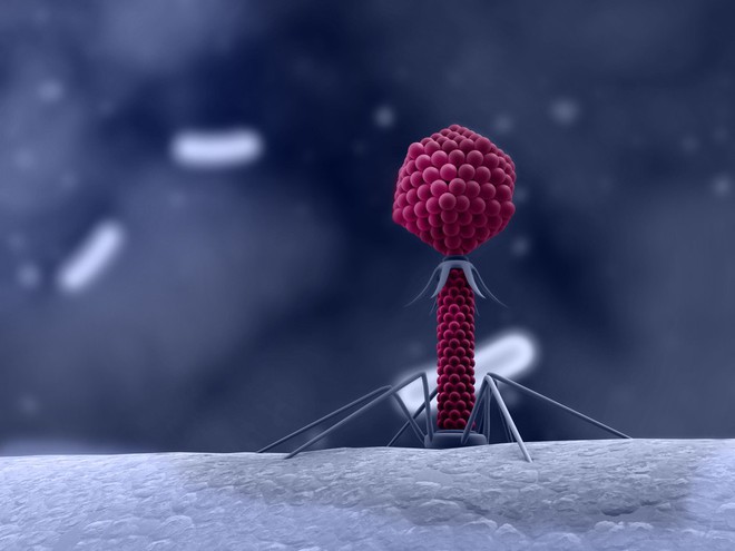  Trong cuộc chiến với kháng kháng sinh: Hồi sinh thể thực khuẩn với AI và công nghệ DNA 