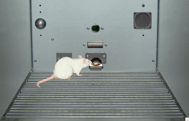  Thử nghiệm thuốc trên chuột ảo sẽ cứu sống được 60.000 động vật thí nghiệm mỗi năm 