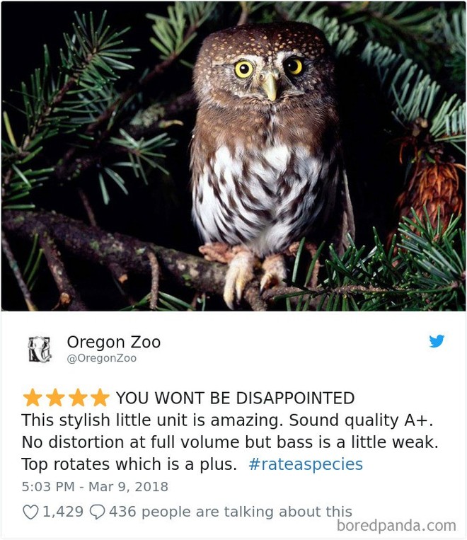 [Vui] Vườn thú Mỹ tạo nên trào lưu mới nhờ review động vật theo kiểu Amazon.com - Ảnh 4.