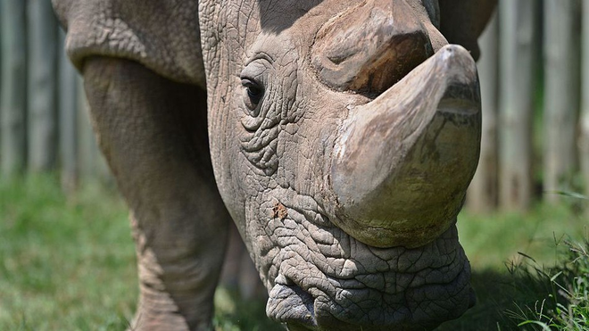 Sudan, con tê giác trắng đực cuối cùng trên trái đất đã chết - Ảnh 3.