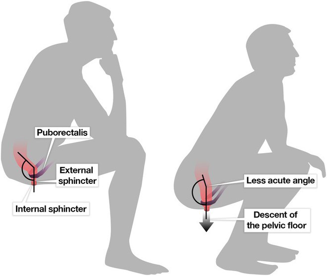 Vì sao ngồi xổm lại là tư thế đi nặng lý tưởng nhất? - Ảnh 2.