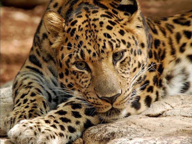 12 loài vật hoang dã đang đối diện nguy cơ tuyệt chủng, biến mất hoàn toàn khỏi Trái Đất - Ảnh 1.