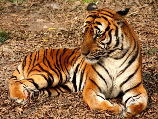 12 loài vật hoang dã đang đối diện nguy cơ tuyệt chủng, biến mất hoàn toàn khỏi Trái Đất - Ảnh 6.