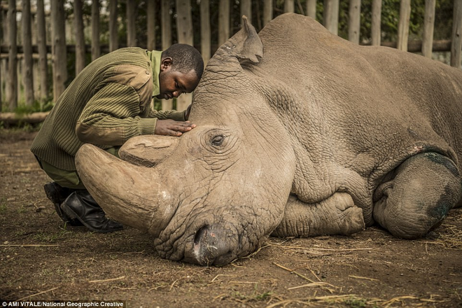 Những hình ảnh xúc động về cuộc đời của Sudan, con tê giác trắng đực cuối cùng trên trái đất - Ảnh 1.