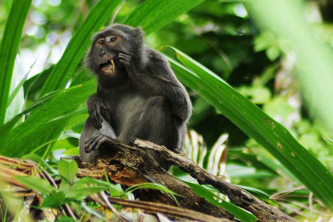 Đây là loài khỉ chuyên đi nhặt lông chim để xỉa răng - Ảnh 1.