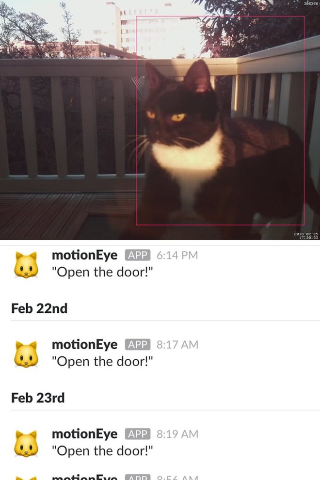 Camera nhận diện mặt mèo, giúp nó nhắn tin cho ông chủ mỗi khi muốn vào nhà - Ảnh 1.