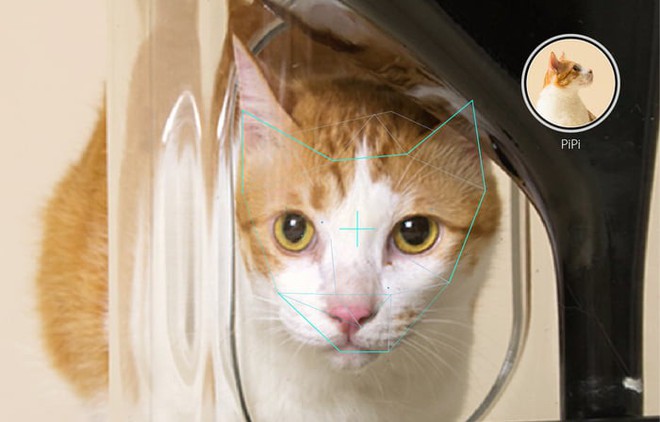 Camera nhận diện mặt mèo, giúp nó nhắn tin cho ông chủ mỗi khi muốn vào nhà - Ảnh 3.