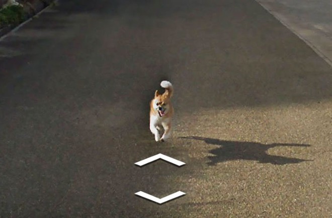  Không biết vì sao chú chó tinh nghịch này lại đuổi theo xe Street View... 