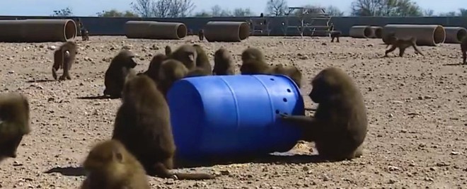 Bốn con khỉ dùng thùng phuy trốn trại nghiên cứu thành công, một trong ba con lên đến bờ tường thì nghĩ lại và quay về - Ảnh 1.