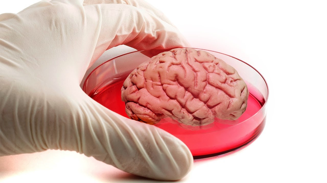 Người ta đã tạo ra một bộ não nhân tạo gần như hoàn hảo trong phòng thí nghiệm - Ảnh 1.