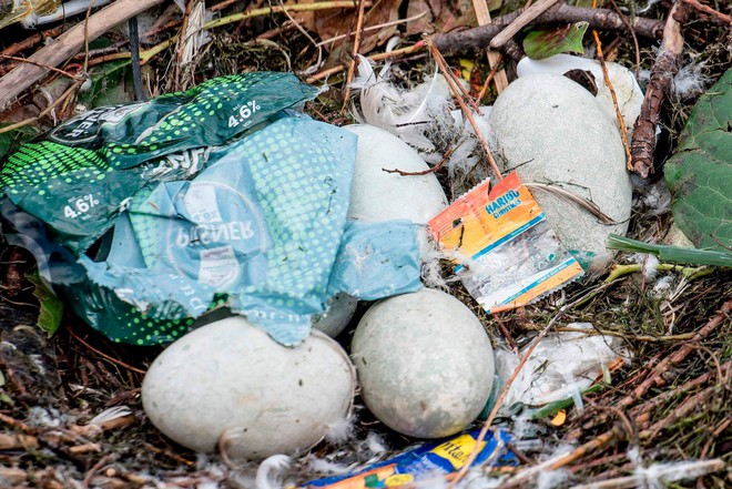 Hình ảnh gây sốc: Thiên nga đẻ trứng trong chiếc ổ làm bằng rác ở Copenhagen, Đan Mạch - Ảnh 6.
