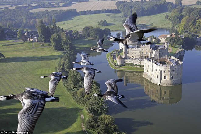  Bức ảnh tuyệt đẹp được chụp từ tàu bay của ông, khi cả đàn ngỗng cùng Moullec bay qua lâu đài Leed Castle tại vùng Kent, Pháp 