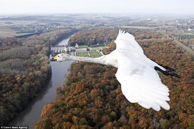  Một chú thiên nga tuyệt đẹp đang di cư qua lâu đài Chenonceau, được Moullec chụp ở thung lũng Loire vào năm 2014 