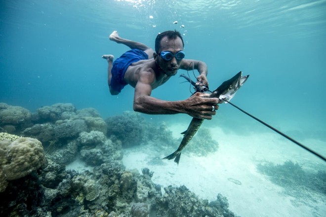 
Người Bajau khai thác sản vật biển làm kế sinh nhai, họ bắt buộc phải thích nghi với lối sống lặn biển
