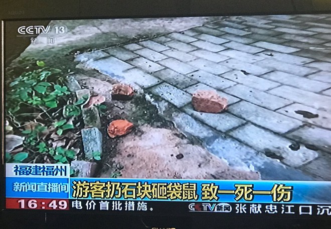 Trung Quốc: Một con kangaroo trong vườn thú đã chết sau khi bị du khách ném đá bắt nhảy - Ảnh 1.