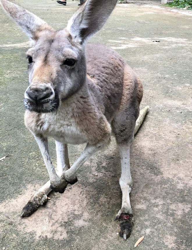 Trung Quốc: Một con kangaroo trong vườn thú đã chết sau khi bị du khách ném đá bắt nhảy - Ảnh 3.