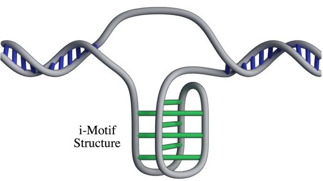 Phát hiện cấu trúc DNA hoàn toàn mới trên người, không xoắn kép và không tuân theo nguyên tắc bổ sung A-T G-C - Ảnh 1.
