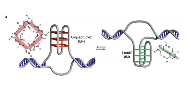 Phát hiện cấu trúc DNA hoàn toàn mới trên người, không xoắn kép và không tuân theo nguyên tắc bổ sung A-T G-C - Ảnh 3.