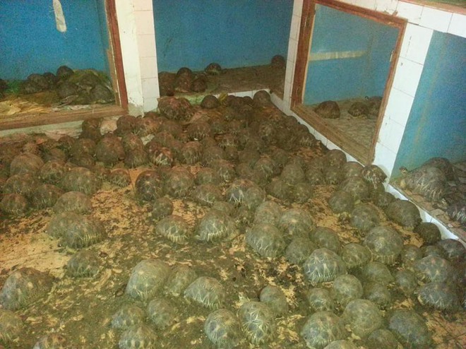 Phát hiện ra hơn 10.000 cá thể rùa cạn bị nhốt trong nhà của thợ săn, có lẽ đã không phát hiện được ra nếu mùi hôi thối không lan rộng ra toàn bộ khu vực - Ảnh 2.