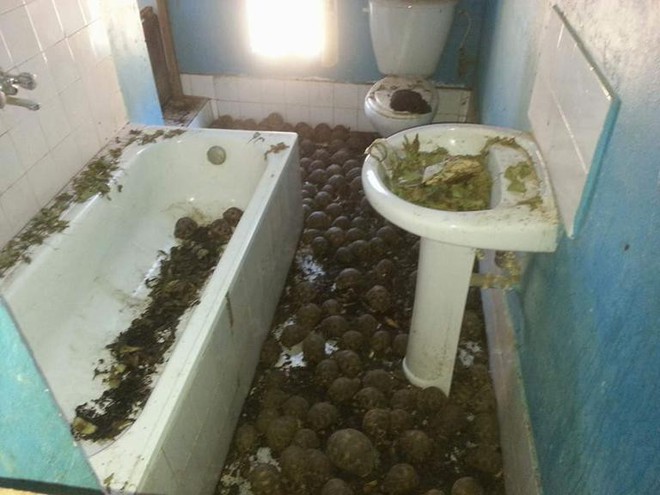 Phát hiện ra hơn 10.000 cá thể rùa cạn bị nhốt trong nhà của thợ săn, có lẽ đã không phát hiện được ra nếu mùi hôi thối không lan rộng ra toàn bộ khu vực - Ảnh 4.