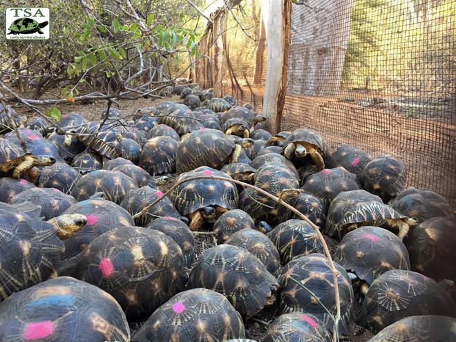 Phát hiện ra hơn 10.000 cá thể rùa cạn bị nhốt trong nhà của thợ săn, có lẽ đã không phát hiện được ra nếu mùi hôi thối không lan rộng ra toàn bộ khu vực - Ảnh 5.