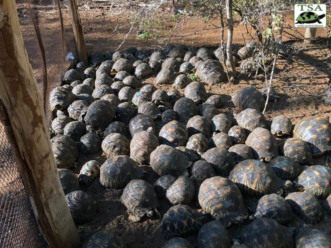 Phát hiện ra hơn 10.000 cá thể rùa cạn bị nhốt trong nhà của thợ săn, có lẽ đã không phát hiện được ra nếu mùi hôi thối không lan rộng ra toàn bộ khu vực - Ảnh 6.