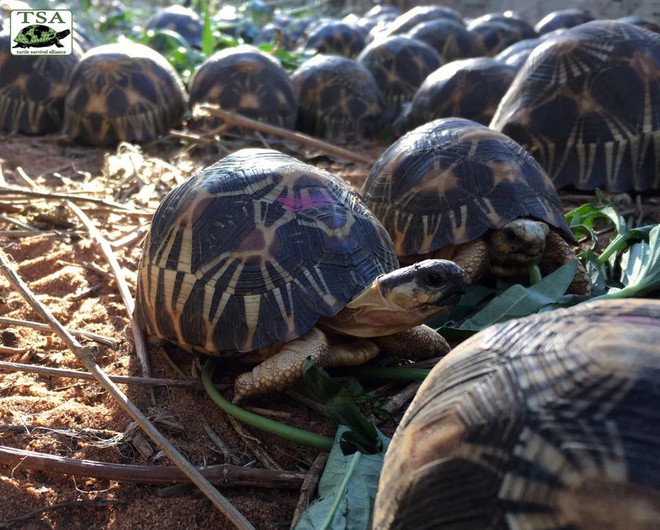 Phát hiện ra hơn 10.000 cá thể rùa cạn bị nhốt trong nhà của thợ săn, có lẽ đã không phát hiện được ra nếu mùi hôi thối không lan rộng ra toàn bộ khu vực - Ảnh 8.