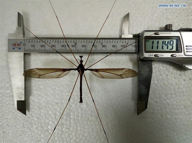 Trung Quốc: Tìm thấy con muỗi lớn nhất thế giới, sải cánh lên tới 11,15cm - Ảnh 1.
