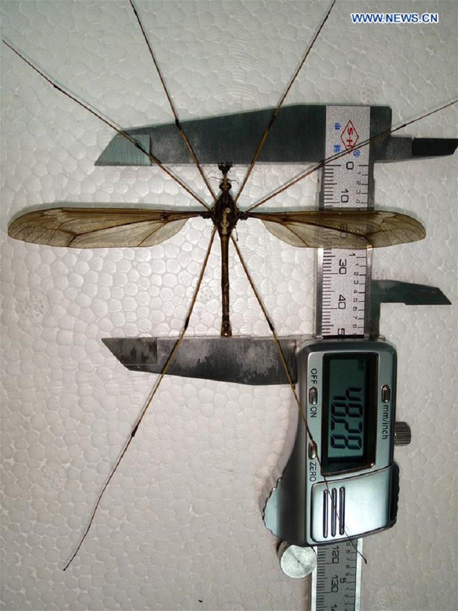 Trung Quốc: Tìm thấy con muỗi lớn nhất thế giới, sải cánh lên tới 11,15cm - Ảnh 2.