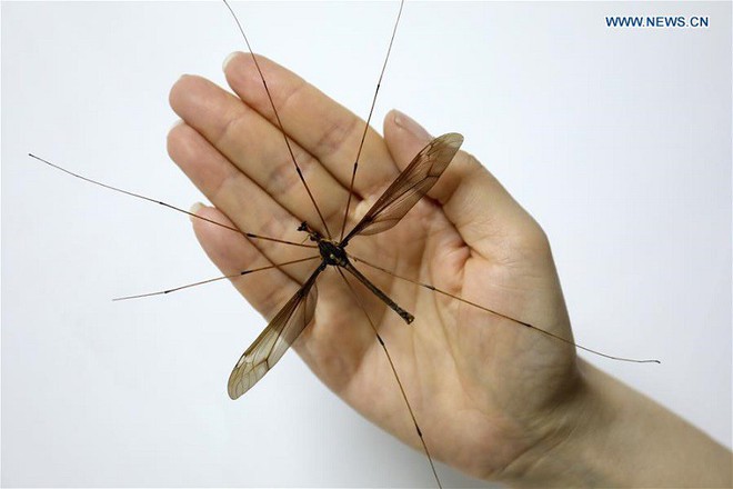 Trung Quốc: Tìm thấy con muỗi lớn nhất thế giới, sải cánh lên tới 11,15cm - Ảnh 3.