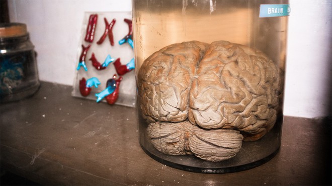 Nếu các nhà khoa học tạo ra được một bộ não, liệu nó sẽ có linh hồn người? - Ảnh 1.