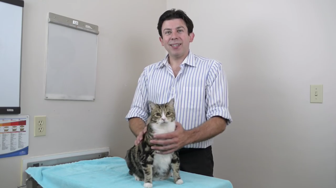 Bác sĩ thú y hàng đầu chỉ cho bạn cách ghìm mèo cho an toàn và cách bế mèo đi chơi cho hiệu quả - Ảnh 1.