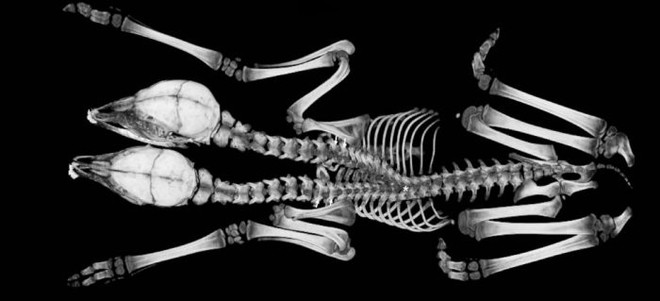 Các nhà khoa học phân tích thành công con hươu hai đầu, hai tim, hai bộ ruột nhưng chỉ có một hậu môn - Ảnh 2.