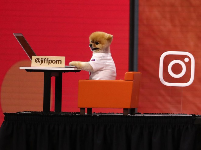 Đây là chú chó nổi tiếng với 26 triệu người theo dõi, đã xuất hiện tại Hội nghị Facebook F8 ngày hôm qua - Ảnh 1.
