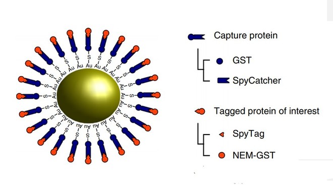  Mô hình hạt vàng nano gắn protein 