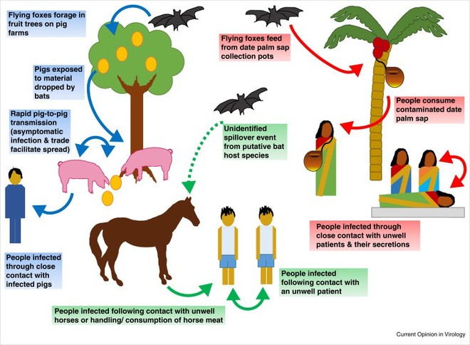  Các con đường lây nhiễm Nipah: qua trái cây bị dơi cắn, các sản phẩm từ nhựa cây chà là, tiếp xúc với động vật và người mang virus 