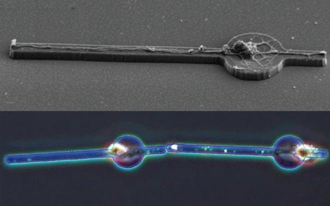 
Hình ảnh một tế bào thần kinh trên vi đế (trên) và hai tế bào thần kinh được kết nối với nhau (dưới)
