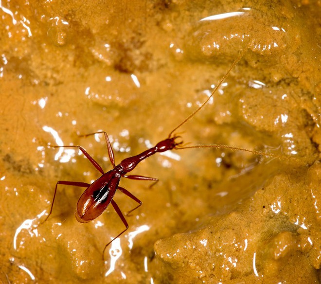 
Xuedytes bellus là loài côn trùng có kích thước khoảng 9mm và được phát hiện trong một hang động tại miền nam Trung Quốc. Loài côn trùng này sở hữu những đặc điểm thích hợp với môi trường sống trong bóng tối với phần đầu và đốt trước ngực được kéo dài.
