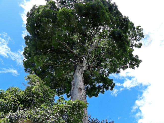 
Họ cây Dinizia jueirana-facao còn có tên gọi khác là cây Đại Tây Dương (Atlantic) và được tìm thấy duy nhất tại khu vực gần Thung lũng Reserva Natural Vale ở Espirito Santo, Brazil. Loài thực vật này nặng khoảng 56 tấn với số lượng cực kỳ khan hiếm. Hiện tại, giới khoa học mới chỉ phát hiện ra 25 loài khác nhau thuộc họ cây này, một nửa trong số đó đang tồn tại bên ngoài những khu vực bảo tồn và đang phải đối mặt với nguy cơ tuyệt chủng.
